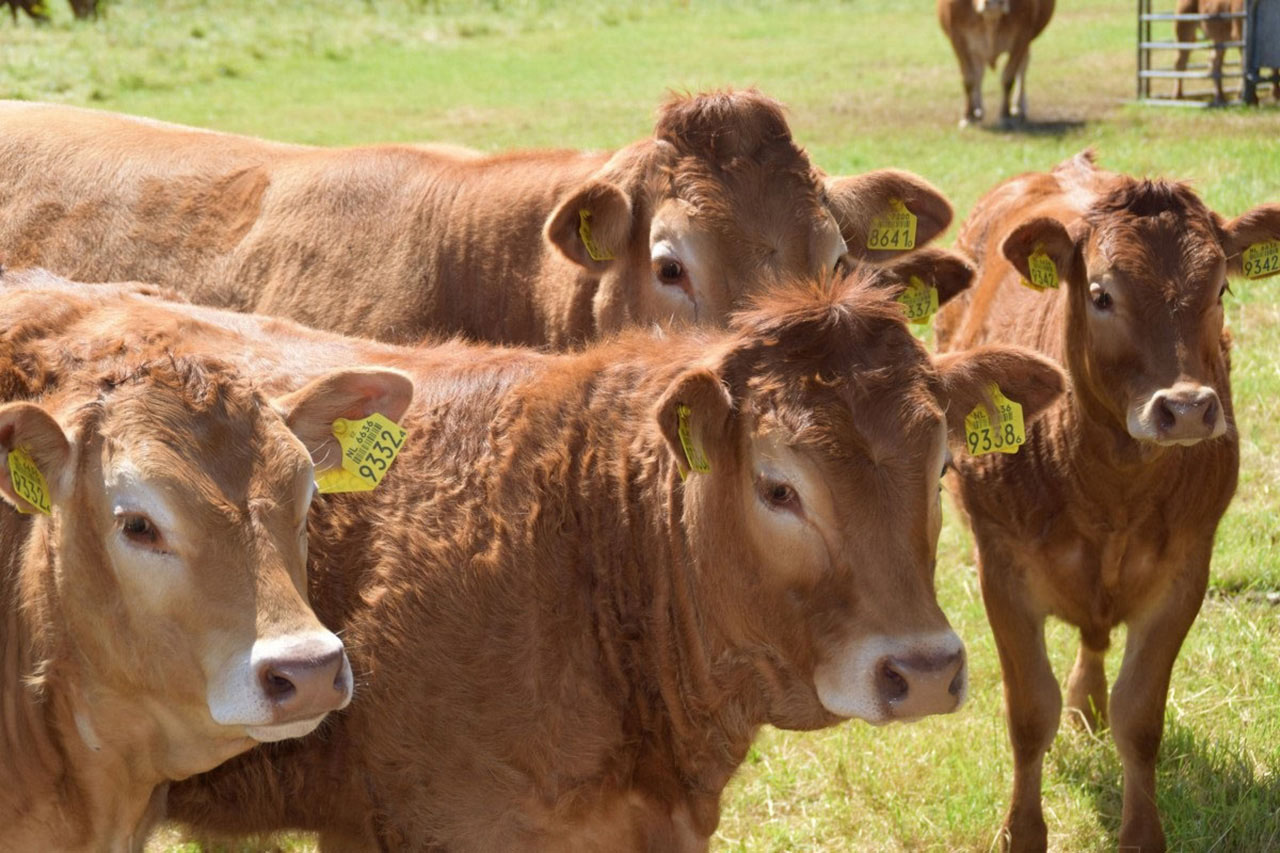 Ставропольские фермеры увеличили выпуск говядины на 8,5%